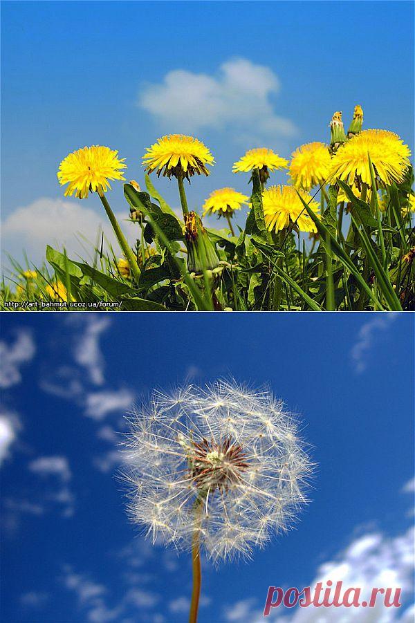 Одуванчик – эликсир жизни. Рецепты приготовления элексира! | Пивна Хата. Украинская кухня по-домашнему! Пивна Хата. Украинская кухня по-домашнему!