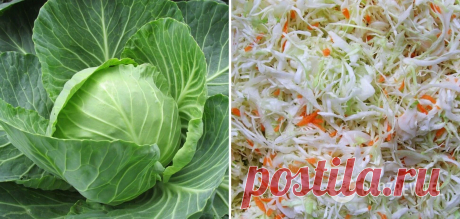 Как правильно и вкусно заквасить капусту по-новому: Татьяна Литвинова поделилась советами | FoodOboz