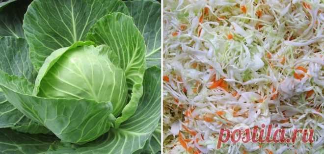 Как правильно и вкусно заквасить капусту по-новому: Татьяна Литвинова поделилась советами | FoodOboz