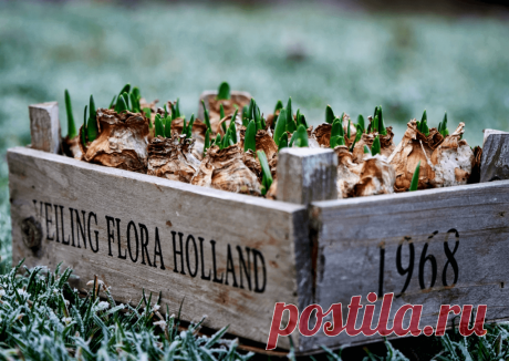 Календарь сезонных работ в саду: декабрь - Planetalsad