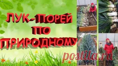 Семинар 12.11.16. Выращивание лука и чеснока по - природному. Как лук - порей... - Яндекс.Видео