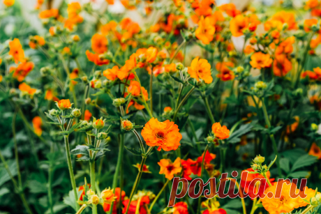 Гравилат чилийский — что нужно знать о растении?. Фото — Ботаничка