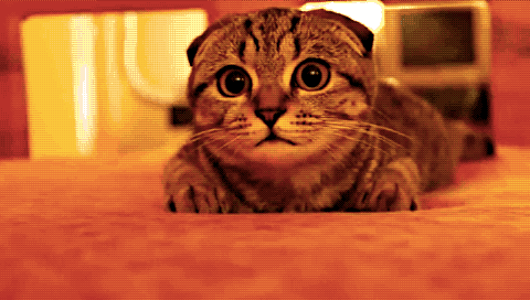 (99+) Tumblr