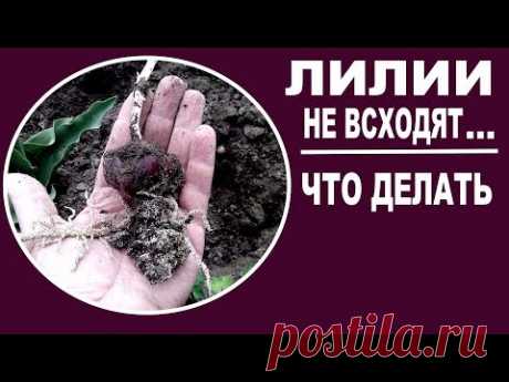 Лилии весной .Что делать, если лилии не взошли