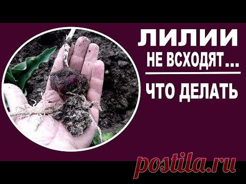 Лилии весной .Что делать, если лилии не взошли