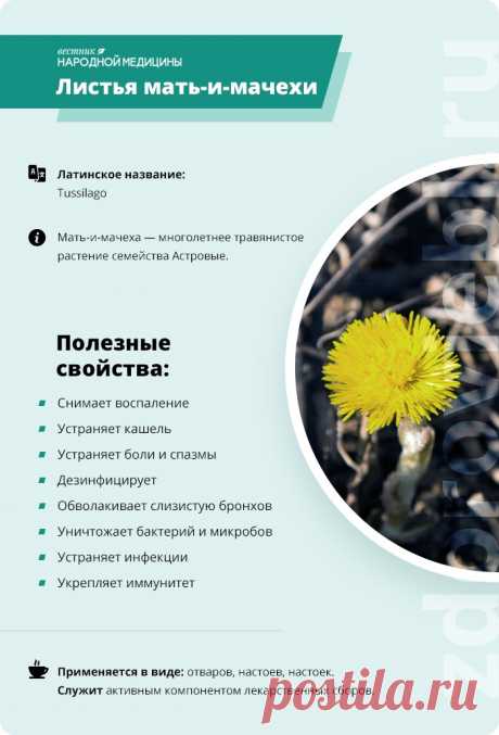 Листья мать-и-мачехи
