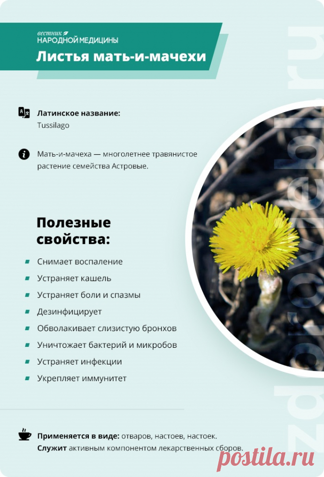 Листья мать-и-мачехи
