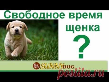 свбодное время щенка. В дрессировке и обучение щенка важно свободное время