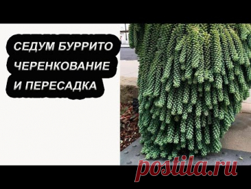 Черенкование и пересадка суккулента седум Буррито