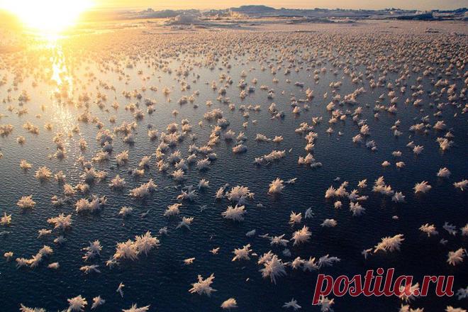 Ледяное вдохновение — 23 фото интересных образований изо льда • НОВОСТИ В ФОТОГРАФИЯХ. Морозные цветы в Северном Ледовитом океане - фото : Маттиас Витц.