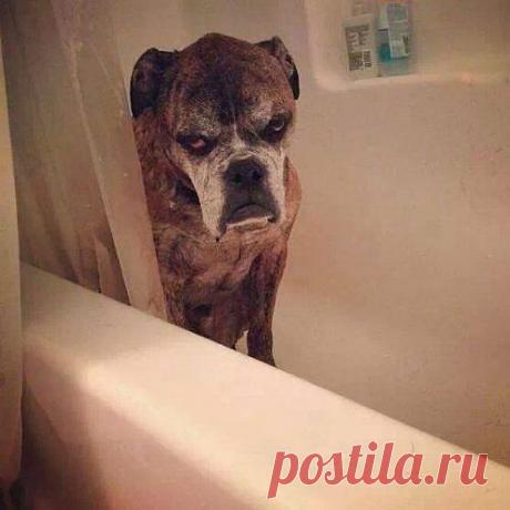 Очаровательные зверята: 27 причин улыбнуться | Четвероногий юмор