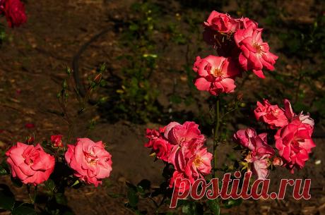 РОЗАРИЙ ботанического сада.Питер - 60 фото. Фотографии Ирина *************.