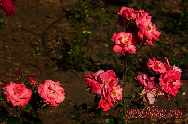 РОЗАРИЙ ботанического сада.Питер - 60 фото. Фотографии Ирина *************.