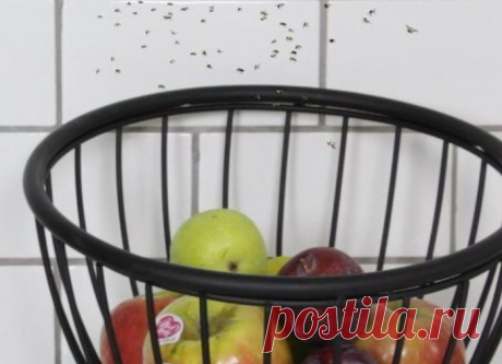 Избавьтесь от фруктовых мушек элементарным способом ...