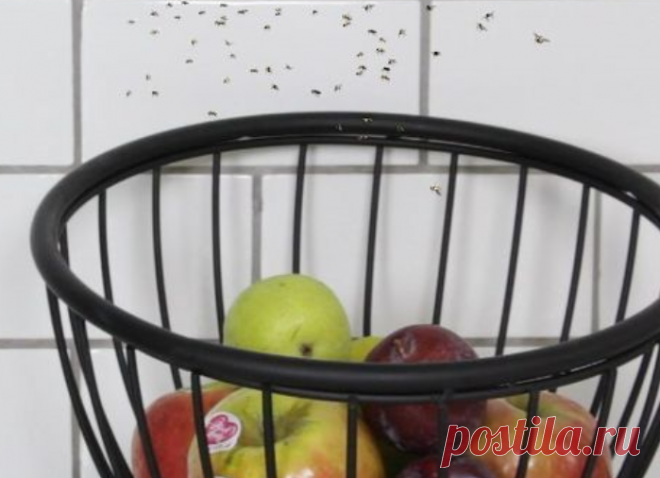 Избавьтесь от фруктовых мушек элементарным способом ...