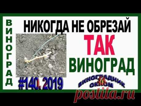 🍇 Стоп!!! Ошибка при обрезке винограда. Никогда так не делай. Обрезка молодого винограда.