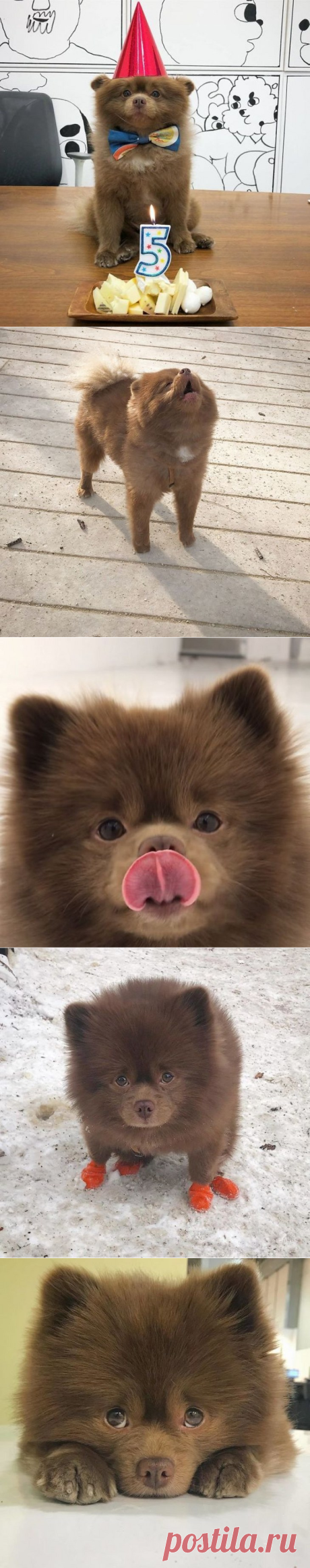 O lulu da pomerânia parece um ursinho! | Momentos ternos - TudoPorEmail