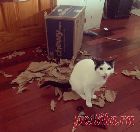 Забавные фото котов для хорошего настроения | Мечтательная кошка | Яндекс Дзен