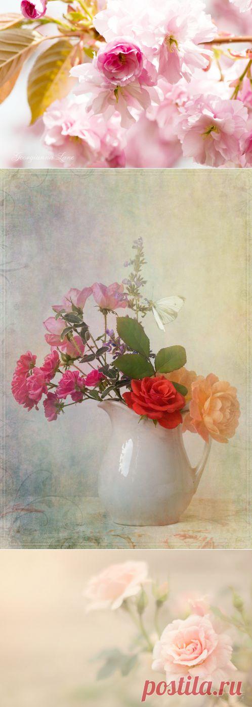 Потрясающе нежные работы фотографа Georgianna Lane.Часть 3.