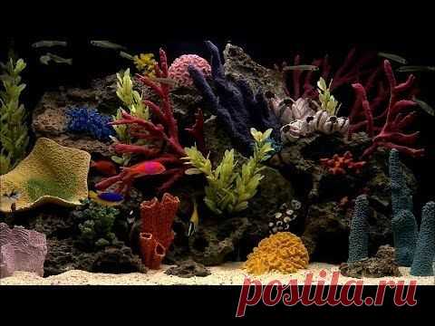 Живые обои на рабочий стол — Яндекс.Видео