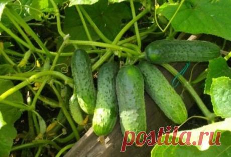 29 лyчшиx copтов огypцов для oткpытогo гpyнта и тeплицы 

Для удобства восприятия и применения текста на практике растения распределены на отдельные группы, объединённые общим признаком.

Лучшие самоопыляющиеся для открытого грунта
Самоопыляющиеся огурцы имеют ряд преимуществ, среди которых отмечается отменный иммунитет и устойчивость к изобилию влаги.

 Балаган – срок вызревания составляет всего 40 дней. В длину зеленец достигает 9 см. Один куст даёт урожай до 3,5 кг. Кре...