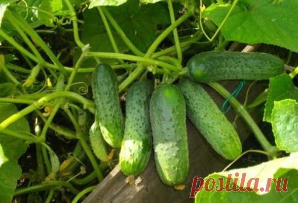 29 лyчшиx copтов огypцов для oткpытогo гpyнта и тeплицы 

Для удобства восприятия и применения текста на практике растения распределены на отдельные группы, объединённые общим признаком.

Лучшие самоопыляющиеся для открытого грунта
Самоопыляющиеся огурцы имеют ряд преимуществ, среди которых отмечается отменный иммунитет и устойчивость к изобилию влаги.

 Балаган – срок вызревания составляет всего 40 дней. В длину зеленец достигает 9 см. Один куст даёт урожай до 3,5 кг. Кре...