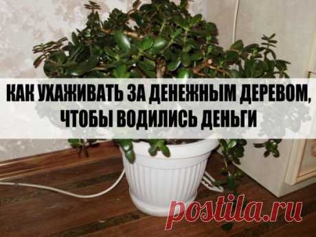КАК УХАЖИВАТЬ ЗА ДЕНЕЖНЫМ ДЕРЕВОМ,ЧТОБЫ ВОДИЛИСЬ ДЕНЬГИ!!
Часто в наших домах и квартирах можно встретить толстянку. По-другому это растение ещё называют котиделоном древовидным, крассулой и т. п. При этом в народе это растение принято называть обезьяньим деревом, деревом счастья, а также денежным деревом. Так что, нет ничего удивительного в том, что толстянка – частый гость в домах наших современников, ведь избавиться от хронического финансового невезения хотят очень многие.
Это дерево с ра