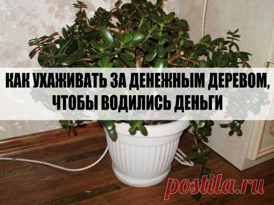 КАК УХАЖИВАТЬ ЗА ДЕНЕЖНЫМ ДЕРЕВОМ,ЧТОБЫ ВОДИЛИСЬ ДЕНЬГИ!!
Часто в наших домах и квартирах можно встретить толстянку. По-другому это растение ещё называют котиделоном древовидным, крассулой и т. п. При этом в народе это растение принято называть обезьяньим деревом, деревом счастья, а также денежным деревом. Так что, нет ничего удивительного в том, что толстянка – частый гость в домах наших современников, ведь избавиться от хронического финансового невезения хотят очень многие.
Это дерево с ра