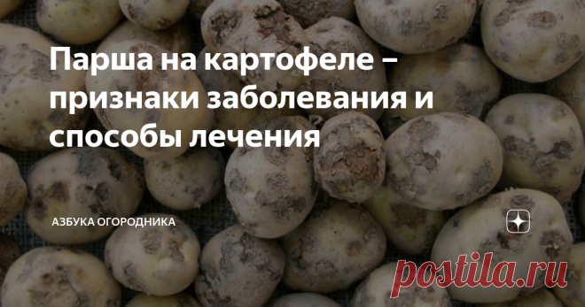 Парша на картофеле – признаки заболевания и способы лечения Парша – опасная болезнь, вызываемая патогенными грибками. У картофеля она поражает поверхность клубня, реже – стебель и корни. Но эта напасть портит не только внешний вид овоща, но также отражается на вкусовых качествах. Срок хранения корнеплодов уменьшается, а болезнь будет распространяться на здоровые ткани, что увеличит количество отходов при приготовлении пищи. Что такое парша Эта болезнь проявляется в виде те...