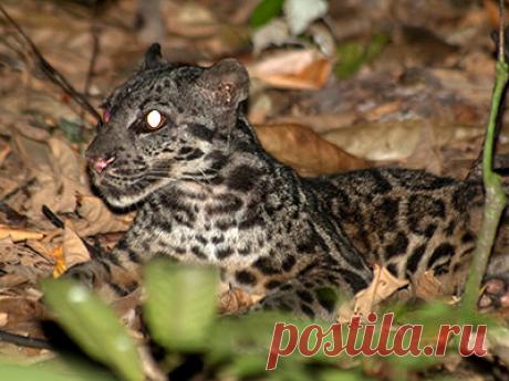 Зондский дымчатый леопард — Neofelis diardi