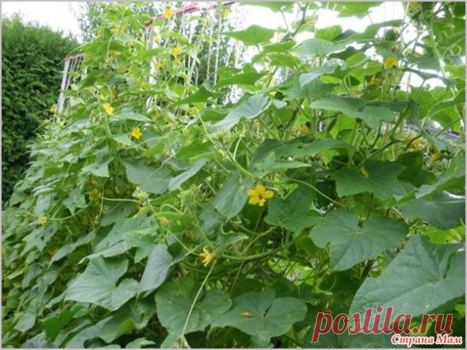 Огурцы на пленке. Еще один способ выращивания огурцов: Дневник группы "Кладовая инета" - Страна Мам