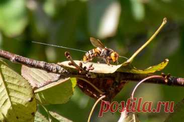 Самые большие шершни в мире набросились на американцев и покусали их до смерти