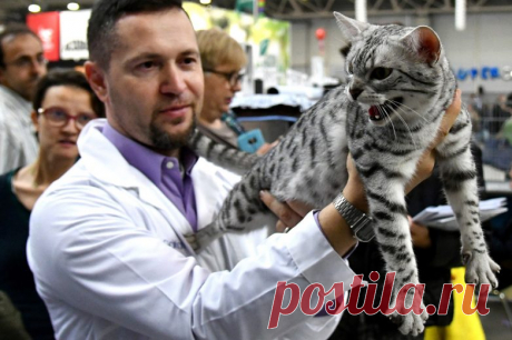 Международная выставка кошек SuperCatShow 2017 / Питомцы