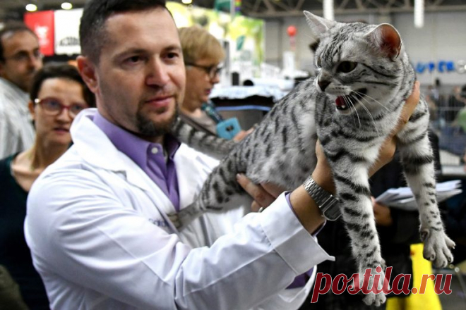 Международная выставка кошек SuperCatShow 2017 / Питомцы