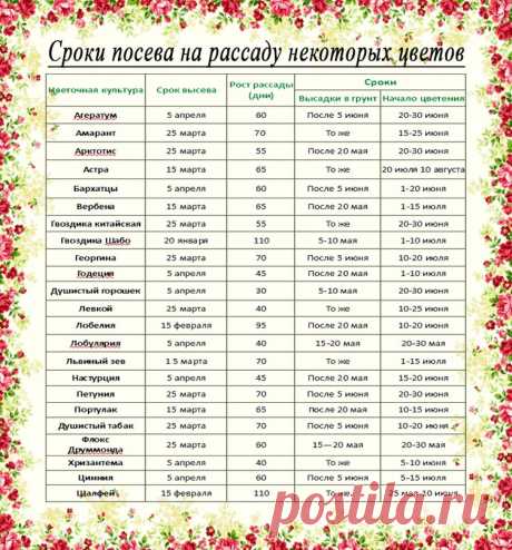как сажать цветы на рассаду - Поиск в Google