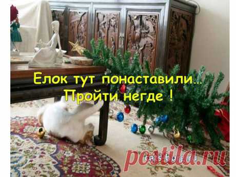 Смешные кошки