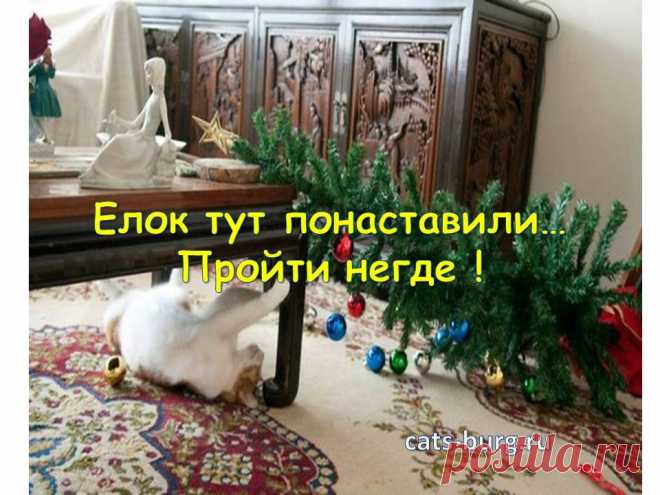 Смешные кошки