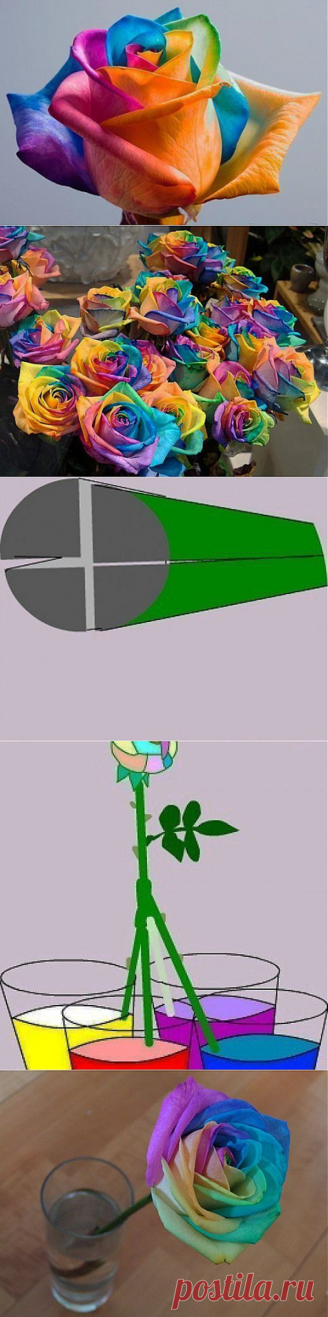 Разноцветная роза