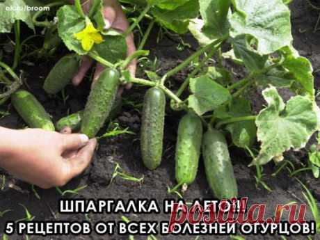 1. После появления всходов в фазе развития 3 – 4 листочков, огурцы нужно обработать следующим составом: В ведро воды добавить 30 капель йода, 20г хозяйственного мыла и 1 л молока. Опрыскивание таким составом можно проводить через каждые 10 дней.
2. С вечера замочить булку хлеба в ведре воды, утром размять хлеб, добавить маленький пузырек йода, развести 1л жидкости в ведре воды и побрызгать огурцы. Оставшуюся жидкость можно хранить в прохладном месте. Этим раствором обрабатывать грядки каждые 2
