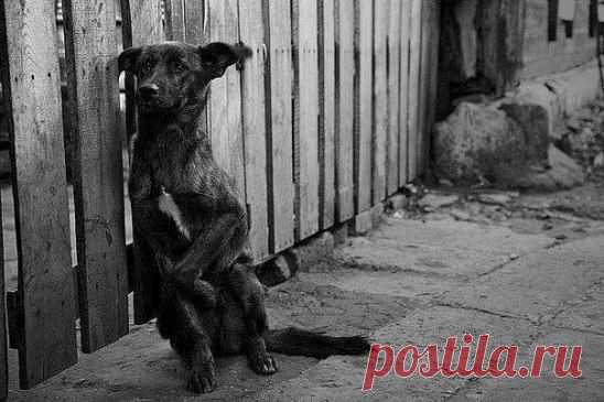 Все чаще ненужными остаются самые верные...