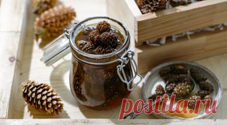 Варенье из сосновых шишек, пошаговый рецепт с фото на 302 ккал Варенье из сосновых шишек. Вкусный рецепт приготовления с пошаговым описанием, фото и отзывами. Удобный поиск рецептов и кулинарное вдохновение на Gastronom.ru
