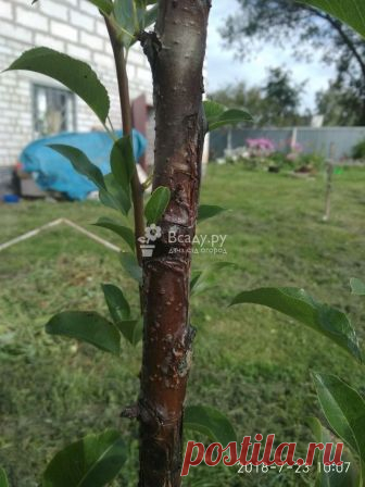 Болезнь в груши - вопросы и ответы на Всаду.ру