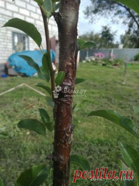 Болезнь в груши - вопросы и ответы на Всаду.ру