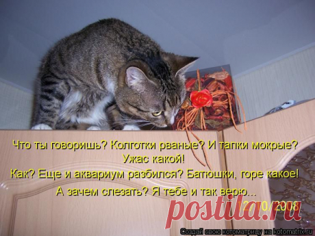 Котоматрица: Лучшие за июль 2012