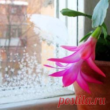 Лунный календарь для растений на январь 2016 год.
