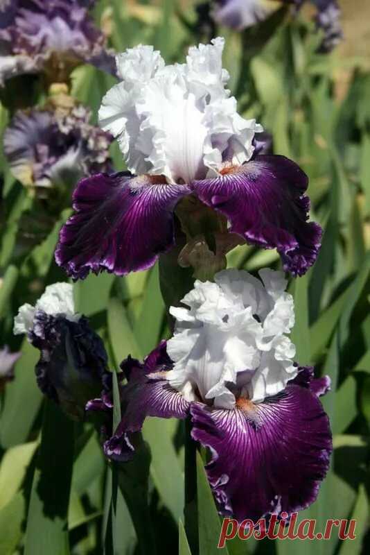 Iris 