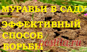 Муравьи на участке. Эффективный способ борьбы! — 6 соток