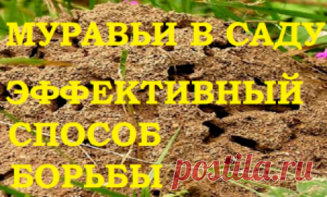 Муравьи на участке. Эффективный способ борьбы! — 6 соток