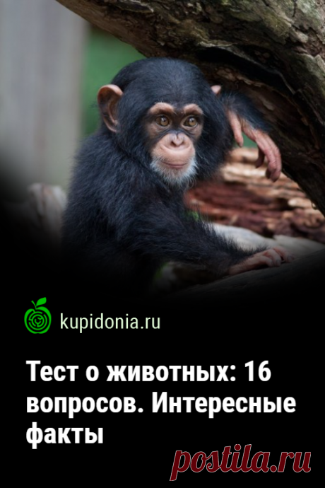 Тест о животных: 16 вопросов. Интересные факты. Интересный познавательный тест из серии о животных по интересным фактам о них. Проверьте свои знания!