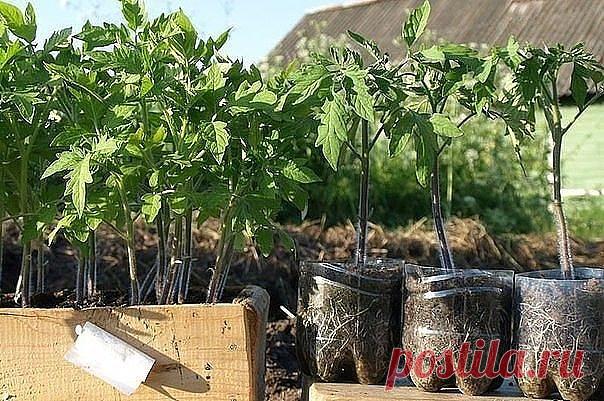 (5) Одноклассники